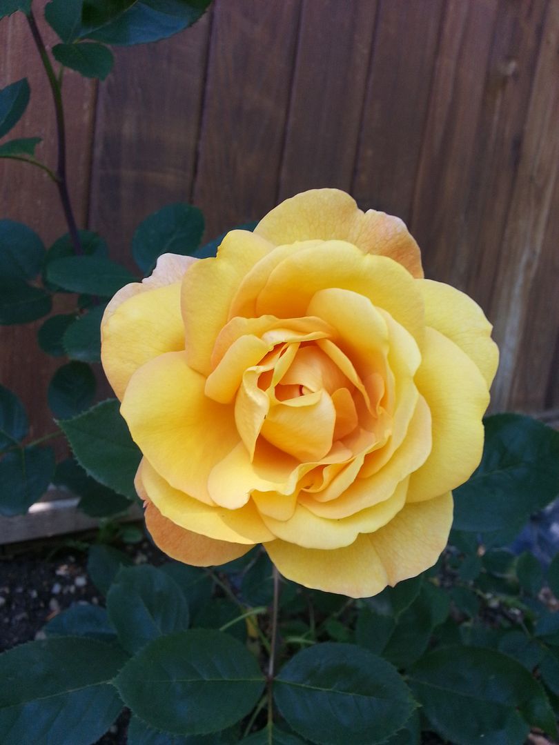  photo 20140706_131321_zpsumdjkx7u.jpg